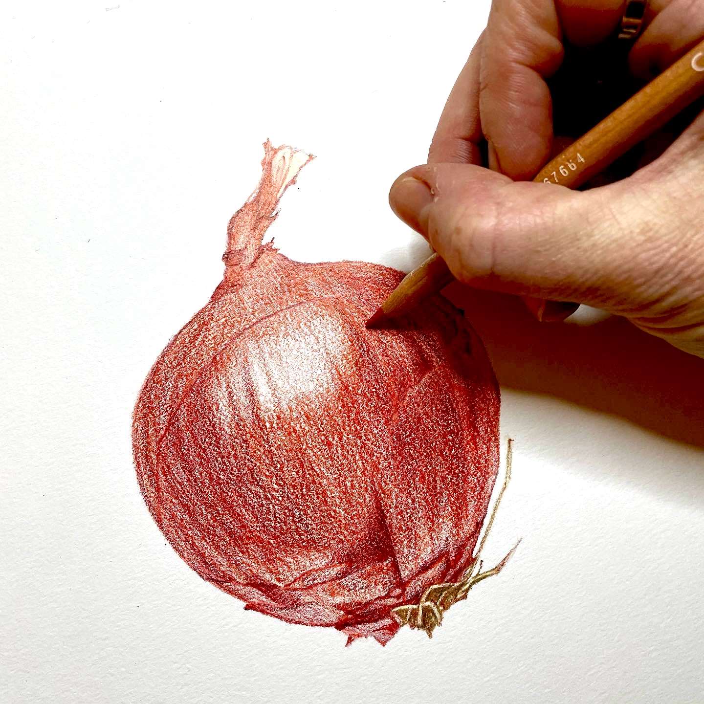 Pencil on Paper, Work in progress image of an onion being hand-drawn using coloured pencil.